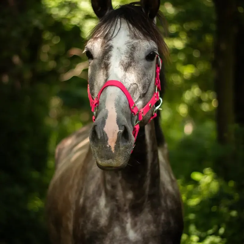 Koń na pastwie w ośrodku jeździeckim Ponny Hoff