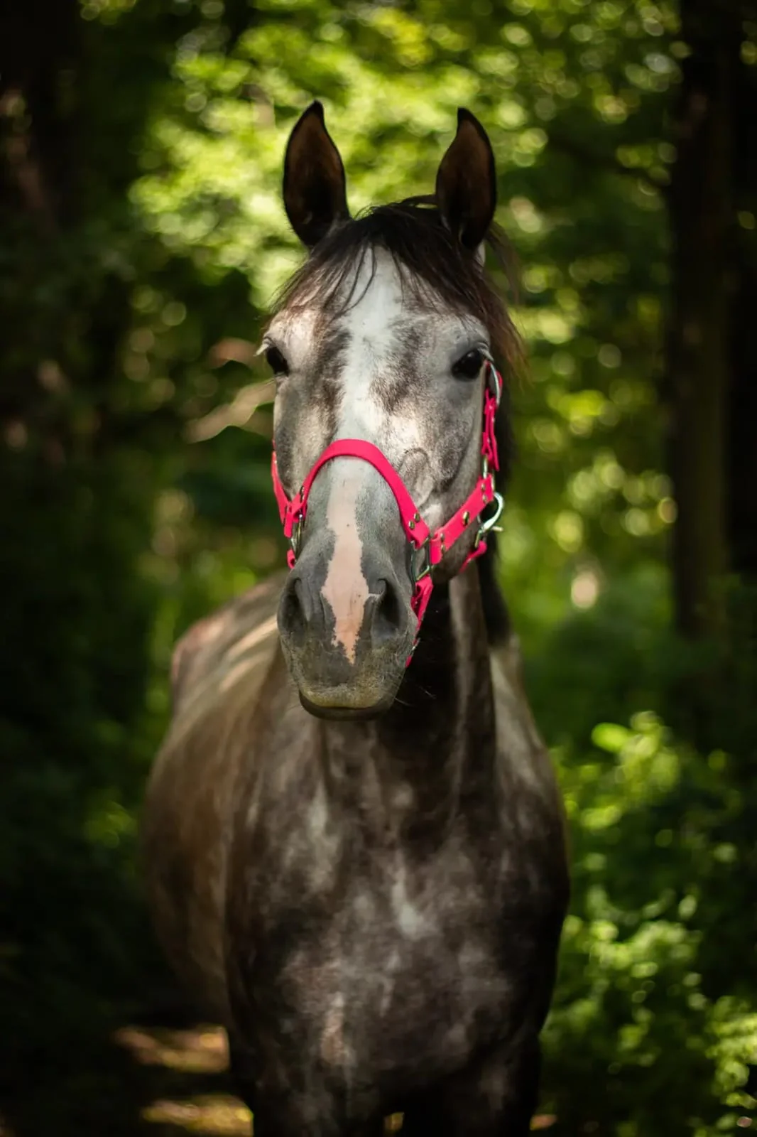 Koń na pastwie w ośrodku jeździeckim Ponny Hoff