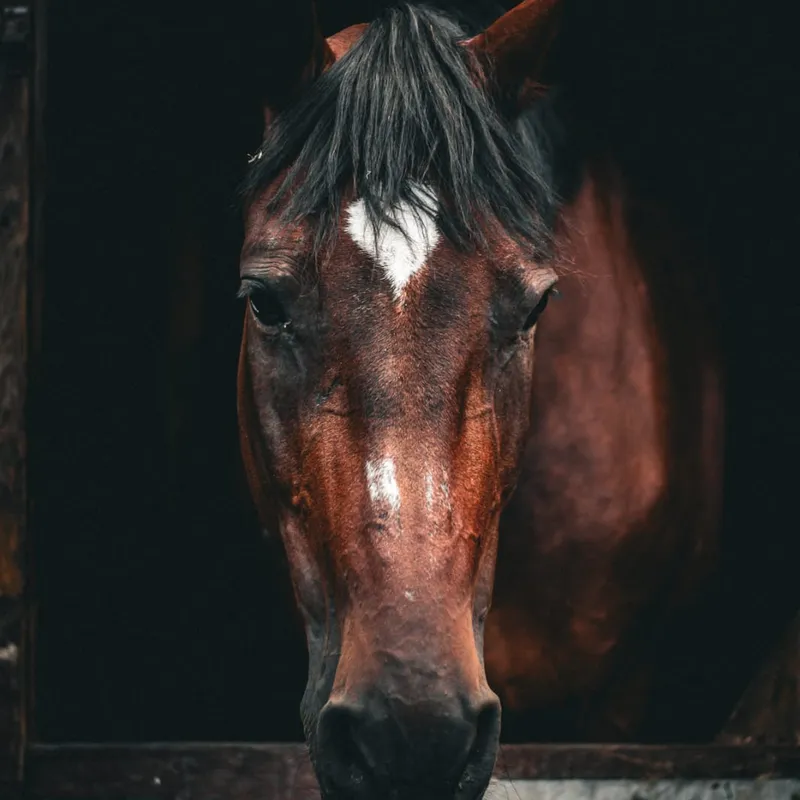 Koń podczas treningu w ośrodku Ponny Hoff