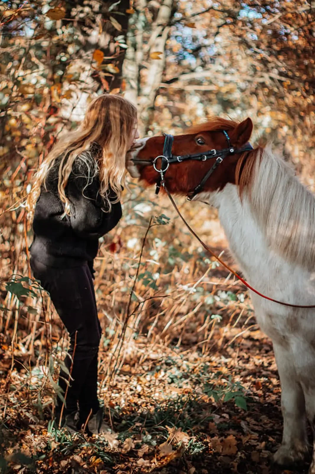 Grupa koni podczas wspólnego wybiegu