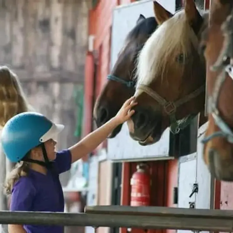 Koń w spokojnej atmosferze ośrodka