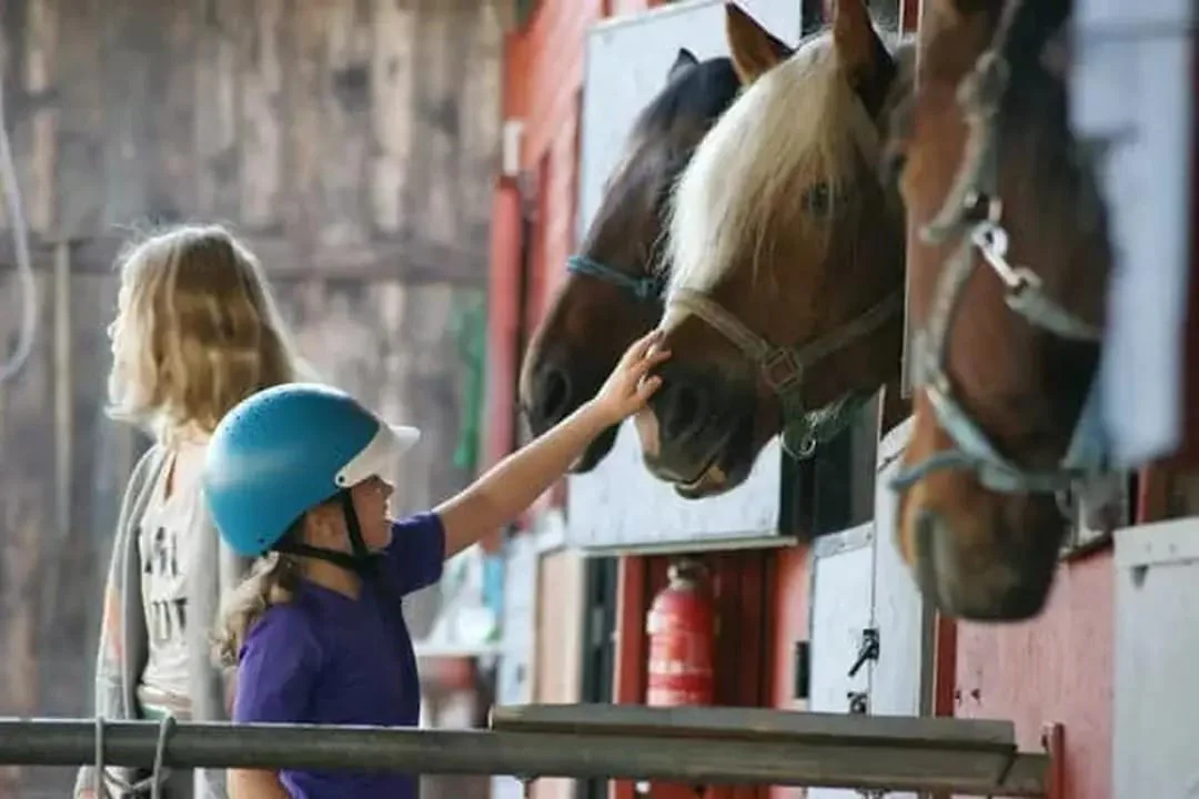 Koń w spokojnej atmosferze ośrodka